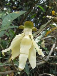 Image result for Hexalobus