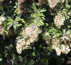 Image result for Brachylaena discolor