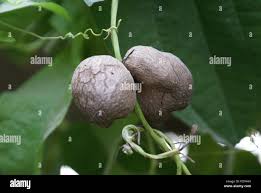 Image result for Dioscorea alata