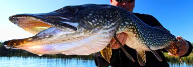 Targeting Trophy Pike On A Fly In Trip Dedicated Rod Reel Setups Canada Fishing Guide