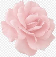 736 x 1308 jpeg 360 кб. Rose Gold Tumblr Roses Png Image With Transparent Background Toppng
