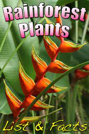 Tropical Rainforest Plants List Information Pictures Facts Rainforest Plants Rainforest Biome Rainforest Animals
