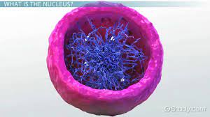 Organized as dna molecules, along with a as a cell begin the process of dividing, its chromosome, become shorter, thicker, and individually visible in an lm. What Color Is The Nucleus Study Com