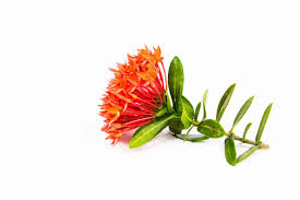 Image result for Ixora seretii