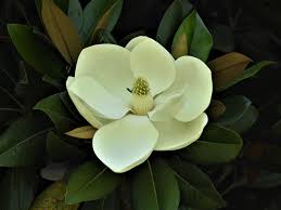 Image result for Magnoliaceae