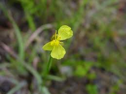 Image result for Xyridaceae