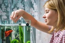 In your tank, however, they don't have to worry about this and a lot of people only feed their betta pellets or flakes. Can You Share Lunch With Your Betta Fish