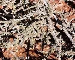 Image result for Salsola rabieana