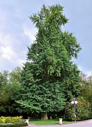 Native to china, ginkgo biloba trees, broadly speaking, will grow well in planting zones 4 through 9. Ginkgo Biloba Wikipedia