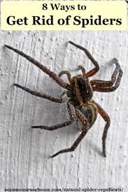 Mix a solution of 1 part female black widow spiders will usually eat the male after mating. Natural Spider Repellents 8 Ways To Get Rid Of Spiders