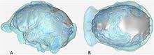 Recht aktuelle wissenschaftliche arbeiten waren grundlage von abituraufgaben in nrw. Homo Naledi Wikipedia
