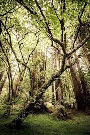Muir Woods National Monument Amazing Places Muir Woods National Monument Nature Redwood Forest