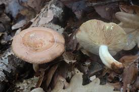Image result for Lactarius mutabilis