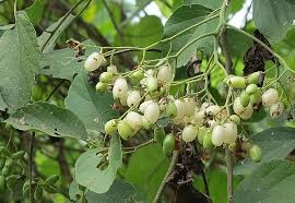 Image result for Cordia mukuensis