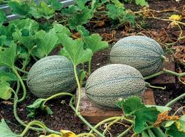 5 Pflanzen Die Sie Im Februar Aussaen Konnen Melonen Pflanzen Pflanzen Garten Landschaftsbau