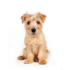 Although they are commonly kept as companion pets to lounge. Norwich Terrier Dog Breed