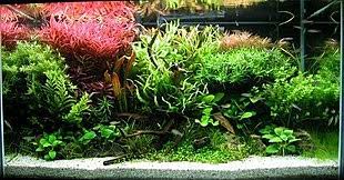 The convenience of a pen is enough to use to make drawings. Aquascaping Wikipedia