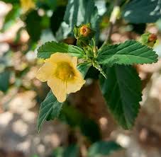 Image result for Sida rhombifolia