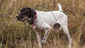 I saw a picture of moo a puppy labrador mix from blackhat humane society. Docking Tails Is Puppy Pain Worth The Gain Meateater Hunting