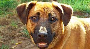 Black Mouth Cur Breed Information A Guide To A Versatile Dog