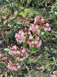 Image result for Hilleria latifolia