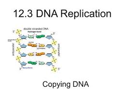 Learn vocabulary, terms and more with flashcards, games and other study tools. Dna Replication Before We Begin Let S Review Take Out Your Dna Structure Worksheet Let S Grade It Let S Grade It 1 What Is The Full Name Of Ppt Download