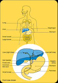 To assess the clinical characteristics and outcome of patients with liver metastases in prostate carcinoma. Secondary Liver Cancer Cancer Council Nsw