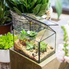 Hardy only in zones 9 through 11, tillandsia stricta, or air plant, is more likely to live in your terrarium than most outdoor gardens. Ncyp Modern Glass Flower Pot Glass Terrarium Black Indoor Outdoor Tabletop Plant Geometric Terrarium Flowerpot Bonsai Flowerpot Flower Potflower Pot Bonsai Aliexpress