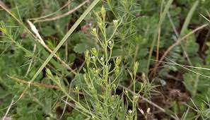 Image result for Thesium cymosum