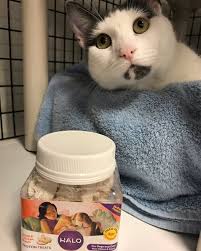 Just took at this face! Pudding, from New Jersey's EASEL Animal Rescue  League, is a proud graduate of The Jackson Galaxy Project and  GreaterGood.org #CatPawsitive program. A HUGE thank you goes to
