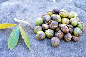 نتیجه جستجوی لغت [hickory] در گوگل