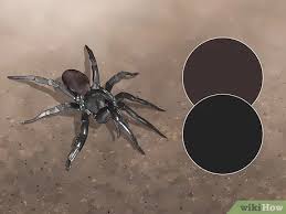 Look for a shiny black surface that is almost entirely free from hair. 3 Ways To Identify A Funnel Spider Wikihow