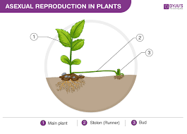 Major Difference Between Sexual And Asexual Reproduction