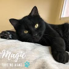 Another cat breed in stunning black, exoticcats is one of the most peculiar breeds. Magic Is A Medium Hair Humane Society Of Sarasota County Facebook
