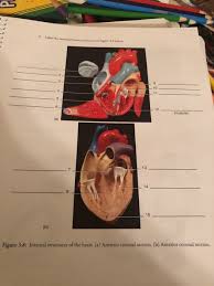 What is the space between the visceral and parietal layers. Solved 2 Label The Intern Muscle 15 B Figure 3 8 Inter Chegg Com