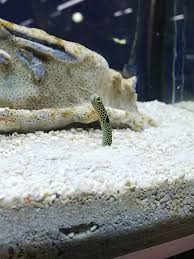 スタードッグス