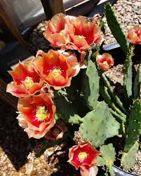 Image result for Opuntia