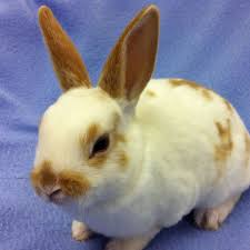 Black And White Spotted Rabbit Breeds Mini Rex Baby Bunny Pet Bunny Pet Rabbit Baby Bunnies