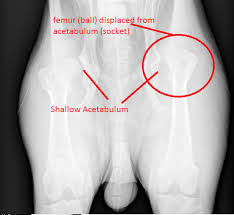 The round head of the humerus fits snugly into the ball (known as acetabulum). Hip Dysplasia Fho Surgery Veazie Vet