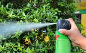 Control these pests as soon as you see them. Safety Precautions For Spraying Pesticides On Plants