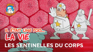 L'histoire de la vie dessin anim?. Il Etait Une Fois La Vie Les Sentinelles Du Corps Youtube