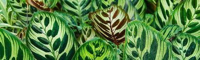 Come puoi forzare un amaryllis alla fioritura invernale. Coltivare La Maranta Pianta Elegante E Durevole Il Germoglio