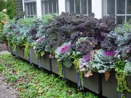 Are you looking for colourful blooms for a sunny spot in your garden, patio, or balcony? How To Plant A Rockin Window Box The Impatient Gardener