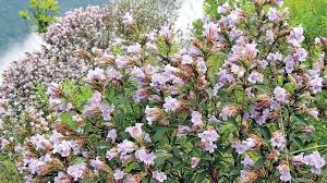 An old world species macaronaceae (cape verde and the canary islands and madera) was distributed across africa, the mediterranean, southern western asia, arabia, western iran and southeast india. Bloom Of Legendary Kurinji Begins In Kotagiri