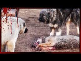 Kurt Ile Kopek Arasindaki Inanilmaz Farklar Kangal Kurt Bogusmasi Dovusleri Hakkinda Dog Vs Wolf Youtube