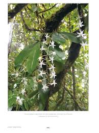 Image result for Aerangis collum-cygni