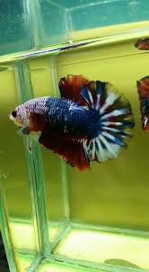 Check spelling or type a new query. Penyakit Pada Ikan Cupang Dan Pengobatannya Binatang Peliharaan