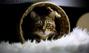 Vedi la nostra persian cat cap selezione dei migliori articoli speciali o personalizzati, fatti a mano dai nostri berretti da baseball negozi. What Is The Average Lifespan Of A Cat Canna Pet