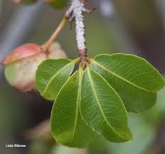 Image result for Ochna pretoriensis