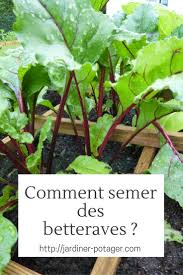 Quand Et Comment Planter Des Betteraves Rouges Potager Permaculture Jardin De Legumes Jardinage Potager